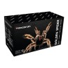 Die Golden Spider